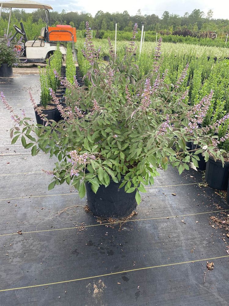 vitex-x-bailtexone-flip-side-reg-chaste-tree