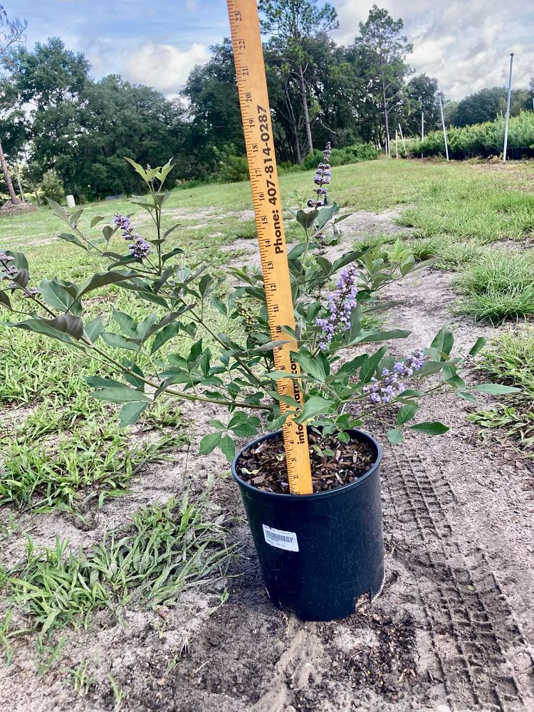 vitex-x-bailtexone-flip-side-reg-chaste-tree