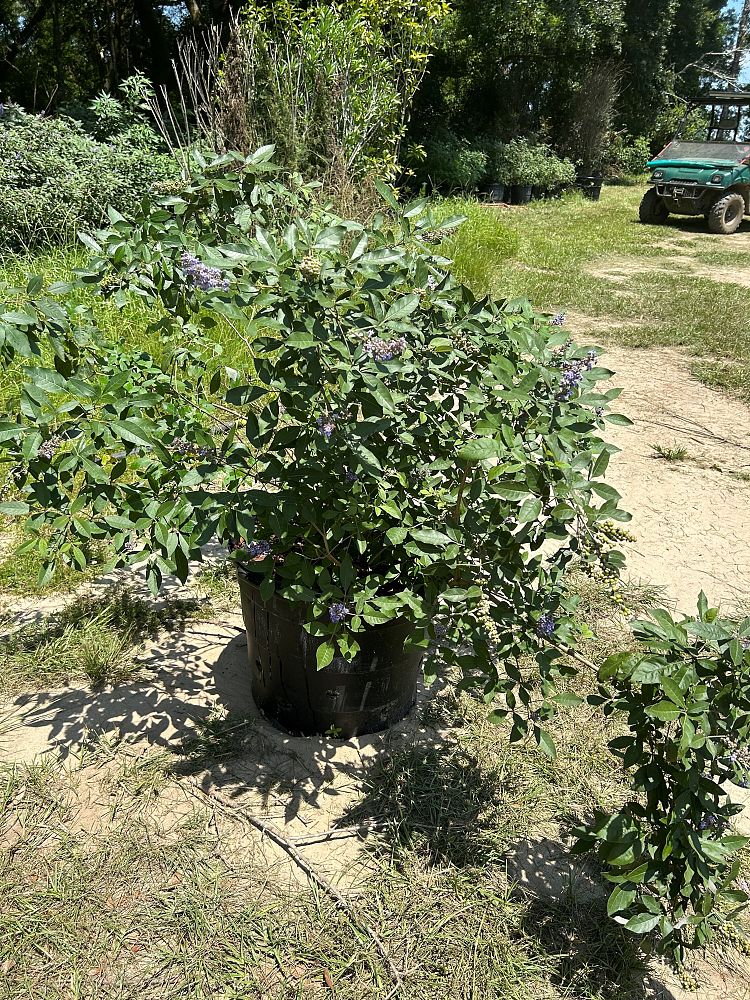 vitex-x-bailtexone-flip-side-reg-chaste-tree