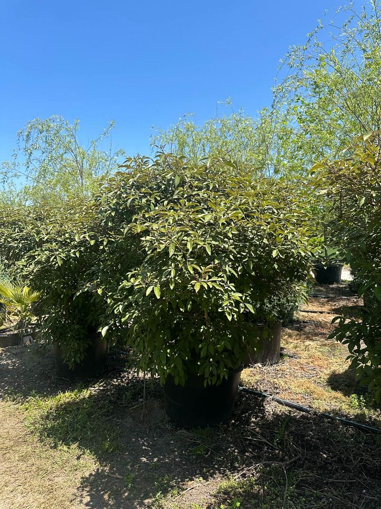 vitex-x-bailtexone-flip-side-reg-chaste-tree