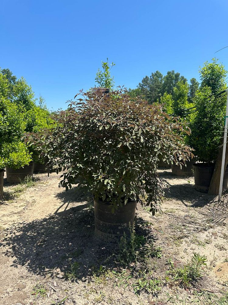 vitex-x-bailtexone-flip-side-reg-chaste-tree