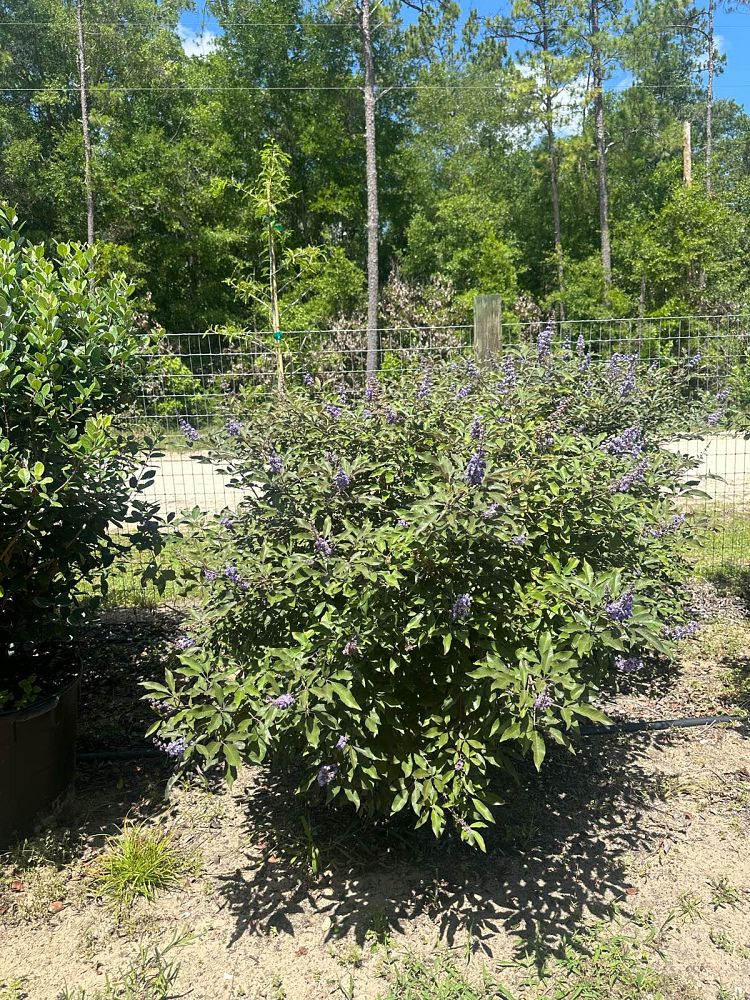 vitex-x-bailtexone-flip-side-reg-chaste-tree