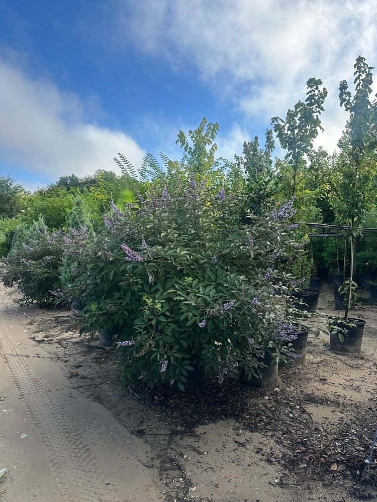 vitex-x-bailtexone-flip-side-reg-chaste-tree