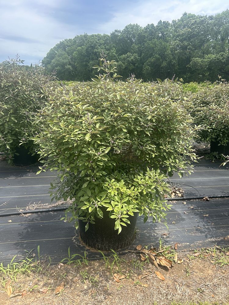 vitex-x-bailtexone-flip-side-reg-chaste-tree