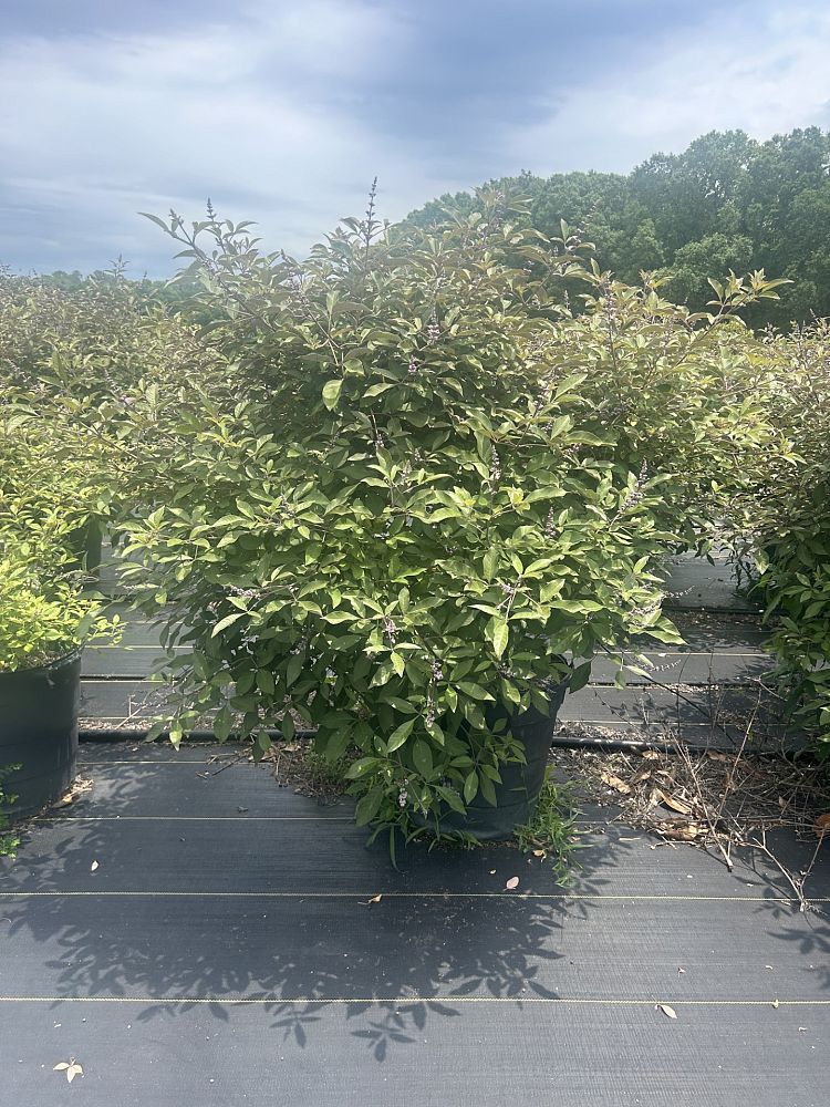 vitex-x-bailtexone-flip-side-reg-chaste-tree
