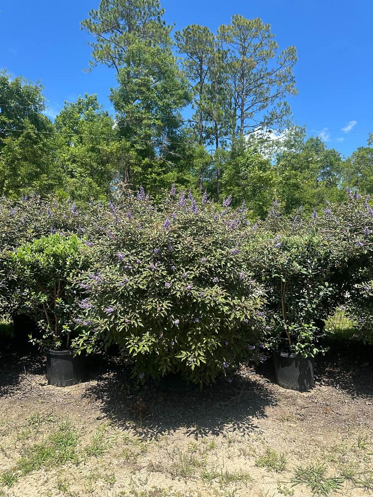 vitex-x-bailtexone-flip-side-reg-chaste-tree