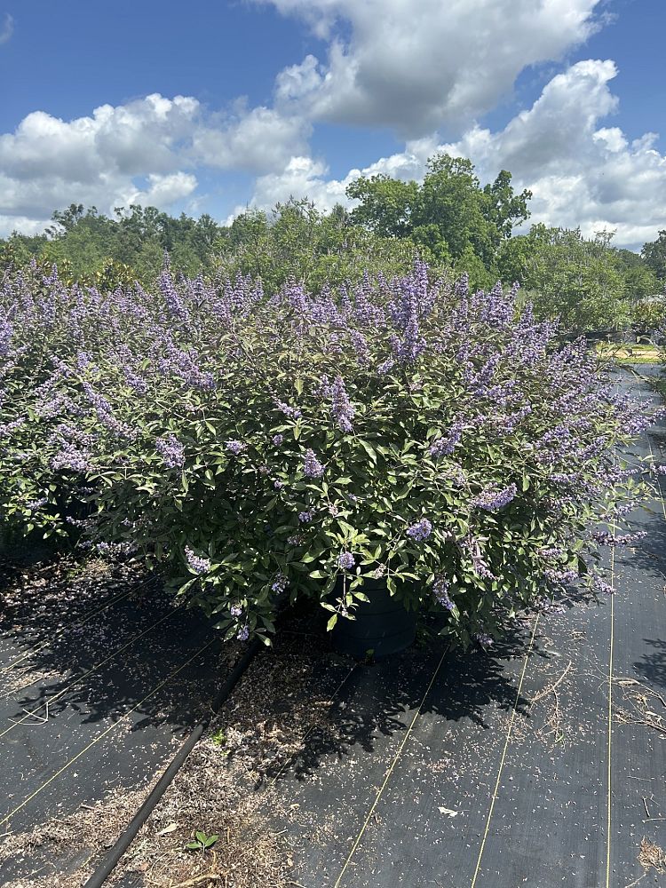vitex-x-bailtexone-flip-side-reg-chaste-tree