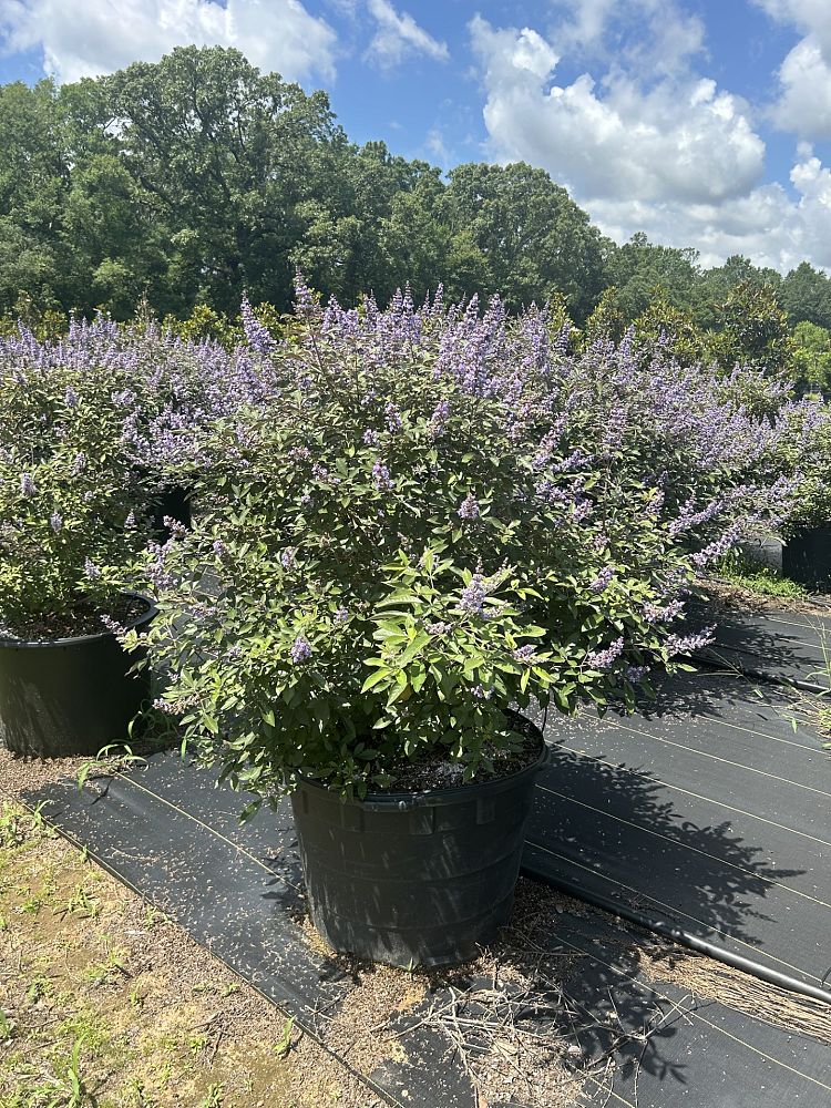 vitex-x-bailtexone-flip-side-reg-chaste-tree