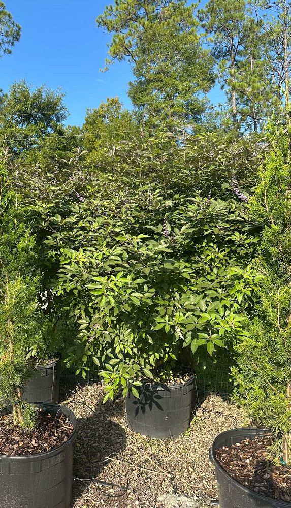 vitex-x-bailtexone-flip-side-reg-chaste-tree