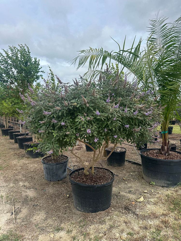 vitex-x-bailtexone-flip-side-reg-chaste-tree