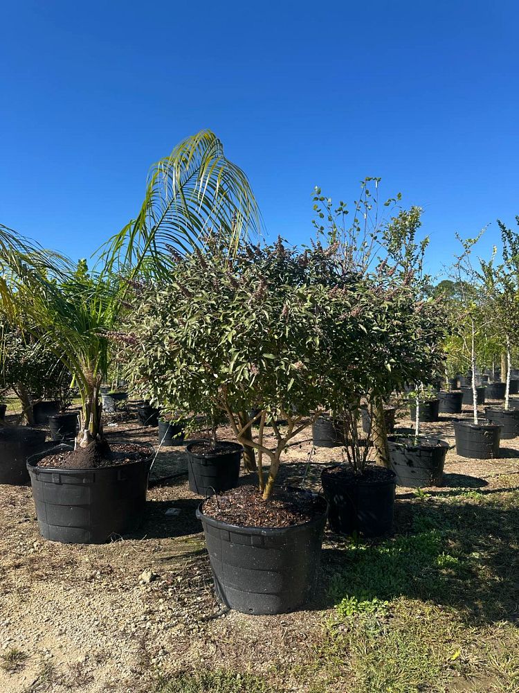 vitex-x-bailtexone-flip-side-reg-chaste-tree