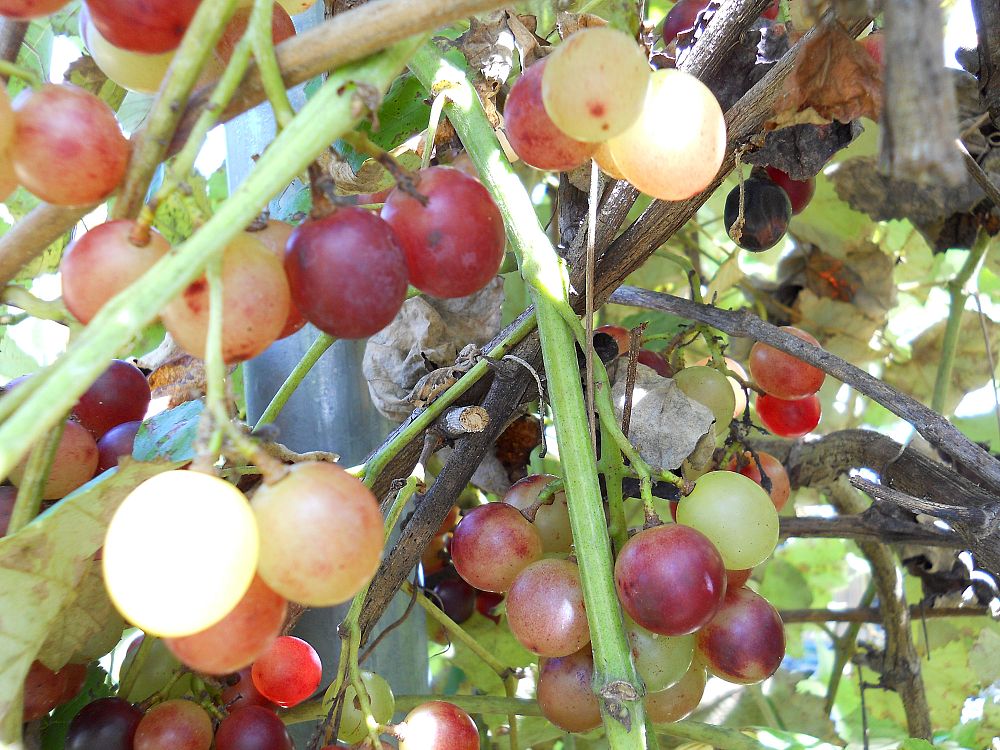 vitis-blue-lake-grape