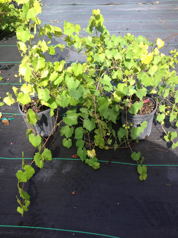 vitis-rotundifolia-alachua-muscadine-grape