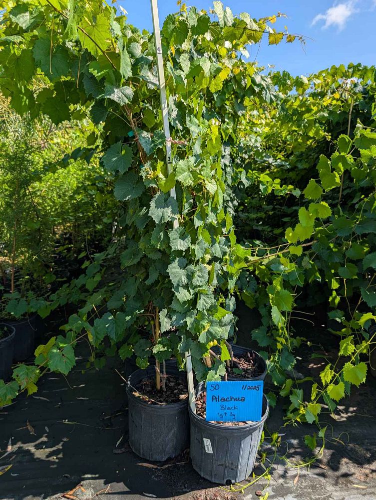 vitis-rotundifolia-alachua-muscadine-grape