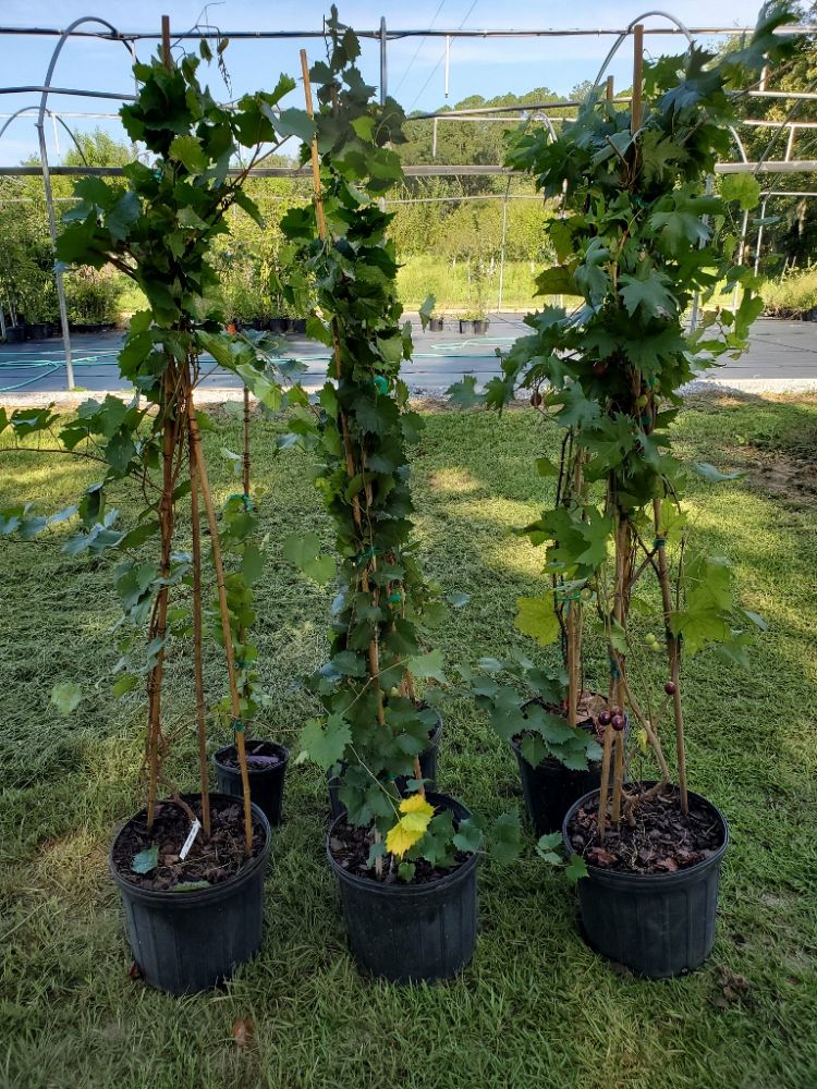 vitis-rotundifolia-carlos-muscadine-grape