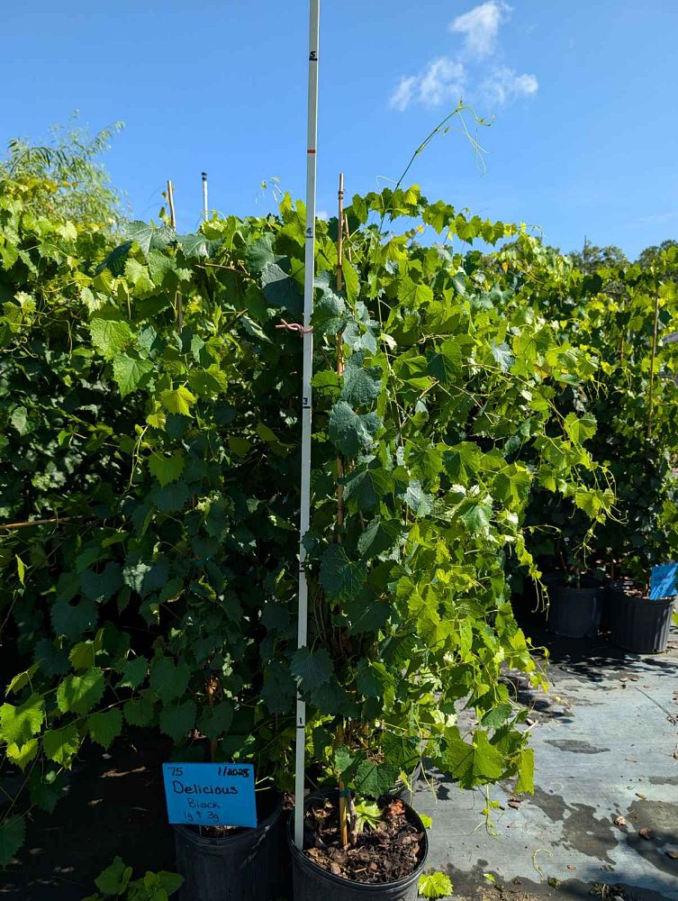 vitis-rotundifolia-delicious-muscadine-grape