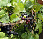 vitis-rotundifolia-hunt-muscadine-grape