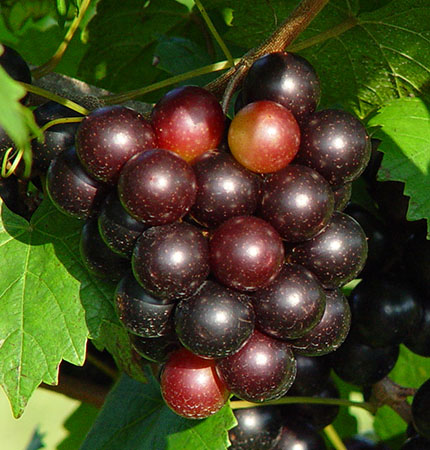 vitis-rotundifolia-jumbo-muscadine-grape