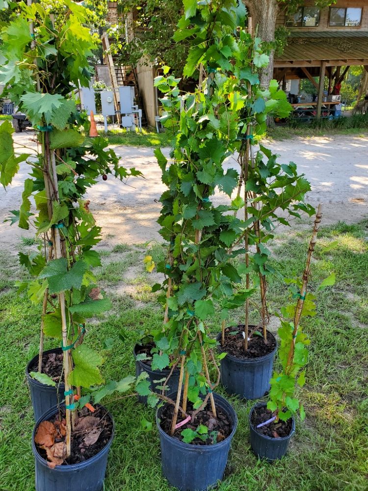 vitis-rotundifolia-jumbo-muscadine-grape