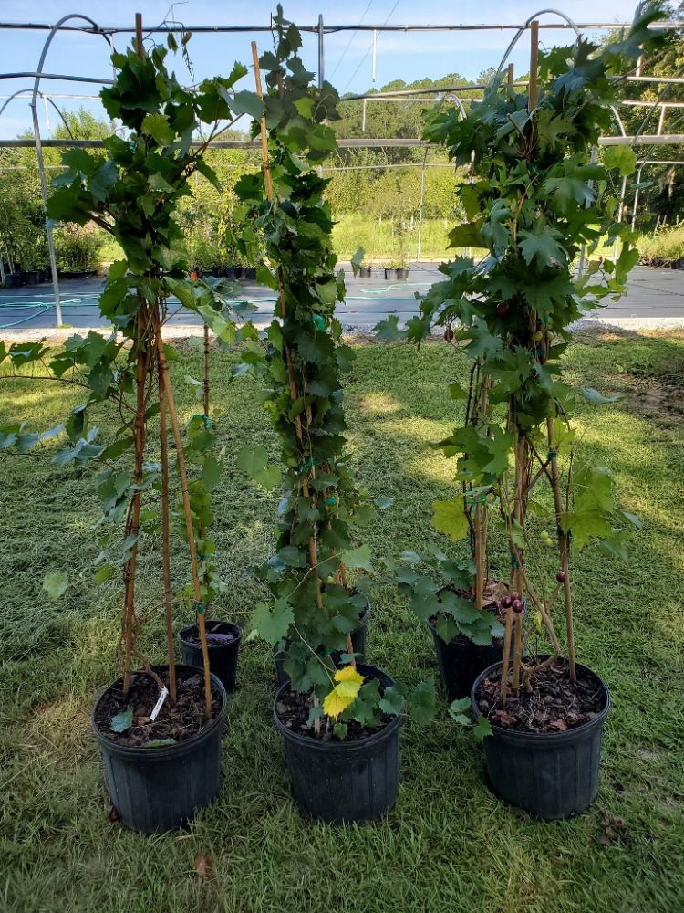 vitis-rotundifolia-jumbo-muscadine-grape