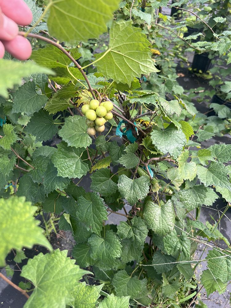 vitis-rotundifolia-muscadine-grape