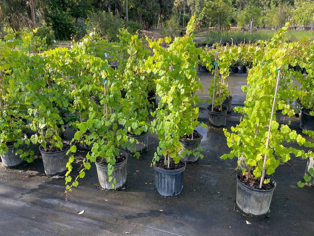 vitis-rotundifolia-muscadine-grape