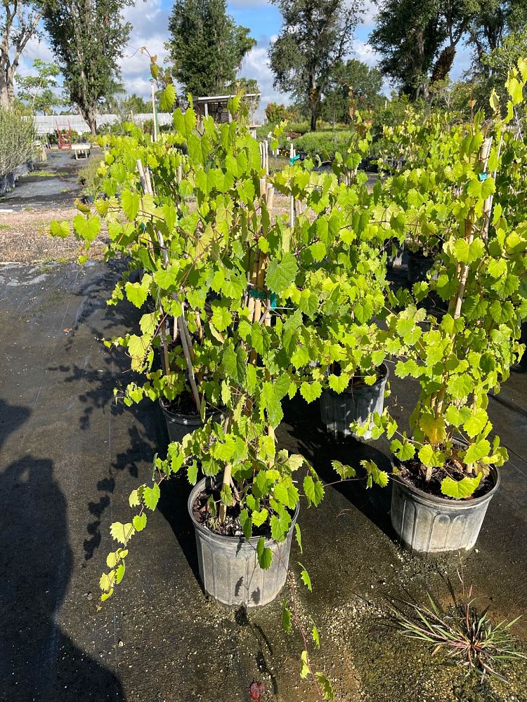 vitis-rotundifolia-muscadine-grape