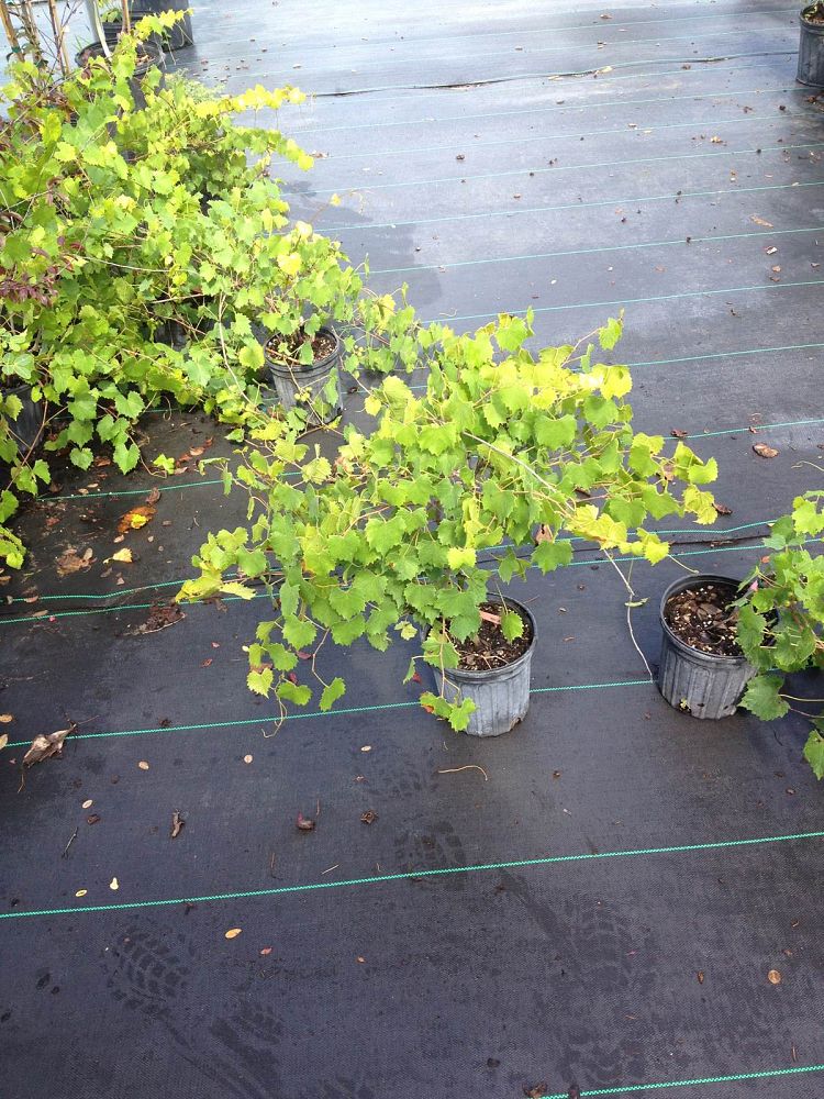 vitis-rotundifolia-noble-muscadine-grape