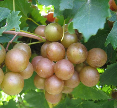 vitis-rotundifolia-scuppernong-muscadine-grape