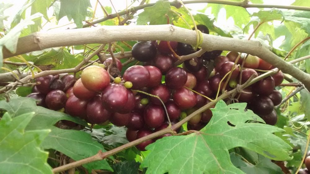 vitis-rotundifolia-southern-home-muscadine-grape