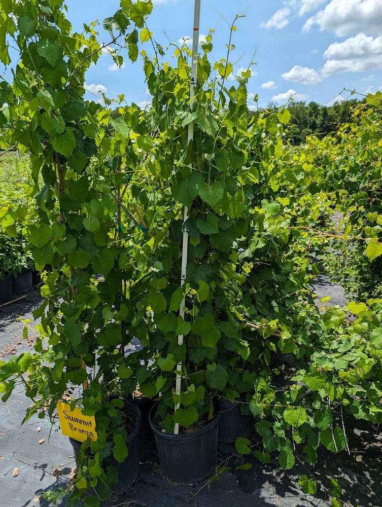 vitis-rotundifolia-summit-muscadine-grape