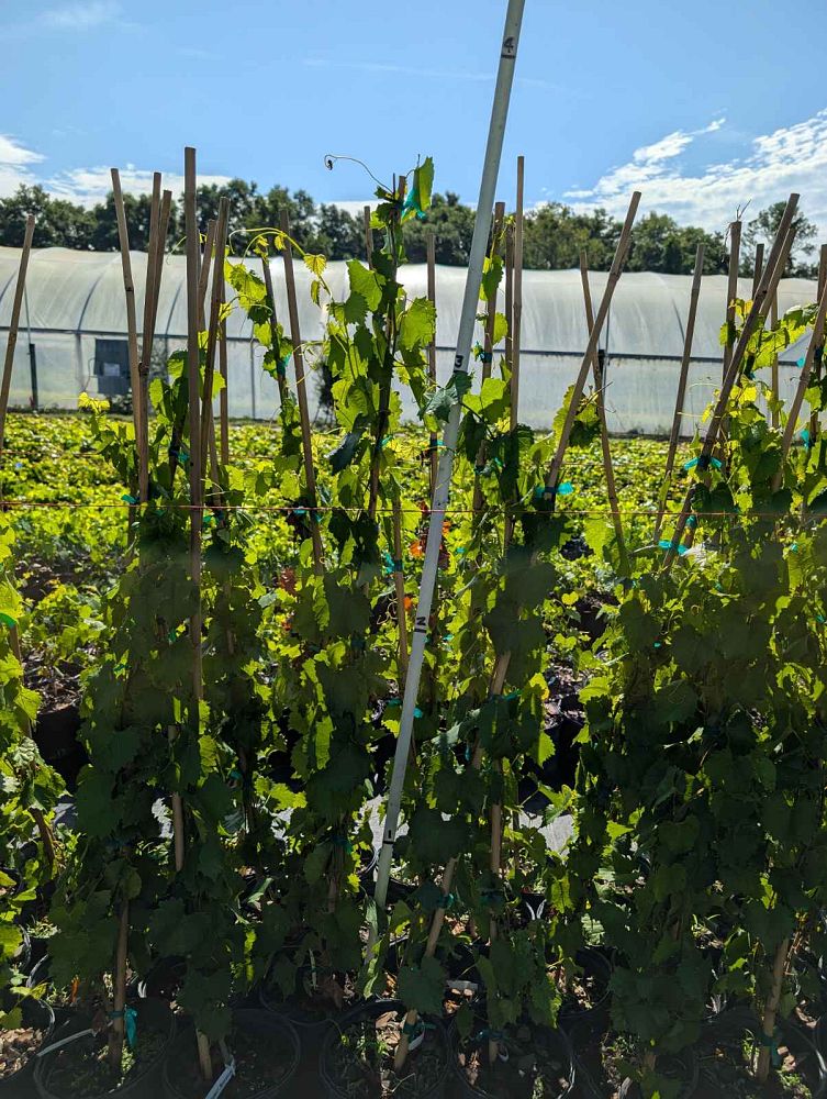 vitis-rotundifolia-summit-muscadine-grape