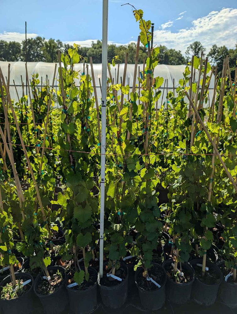 vitis-rotundifolia-summit-muscadine-grape