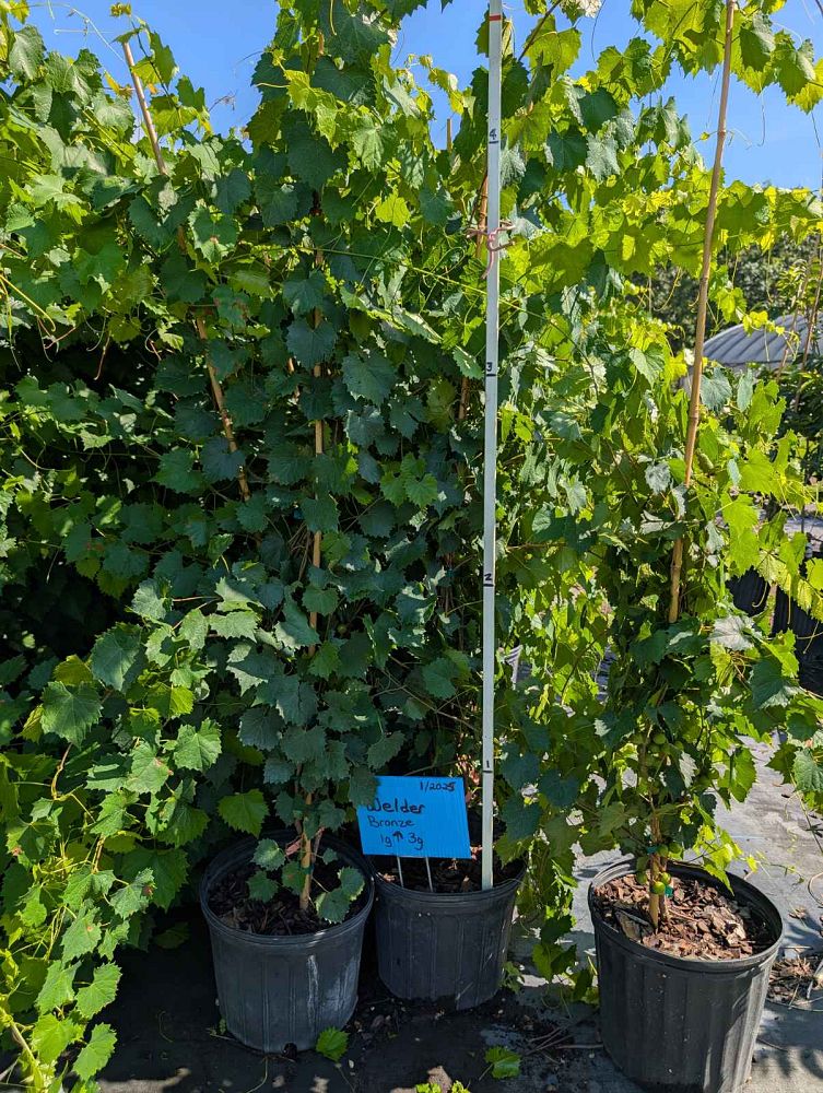 vitis-rotundifolia-welder-muscadine-grape