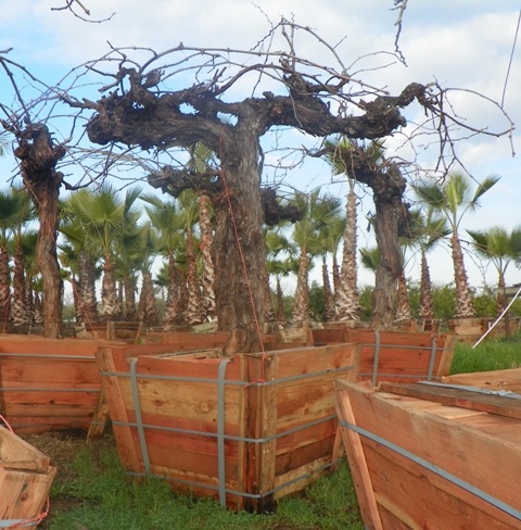 vitis-vinifera-wine-grape