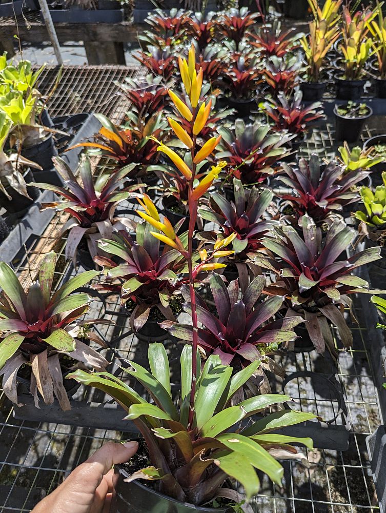 vreisea-triligulata-bromeliad