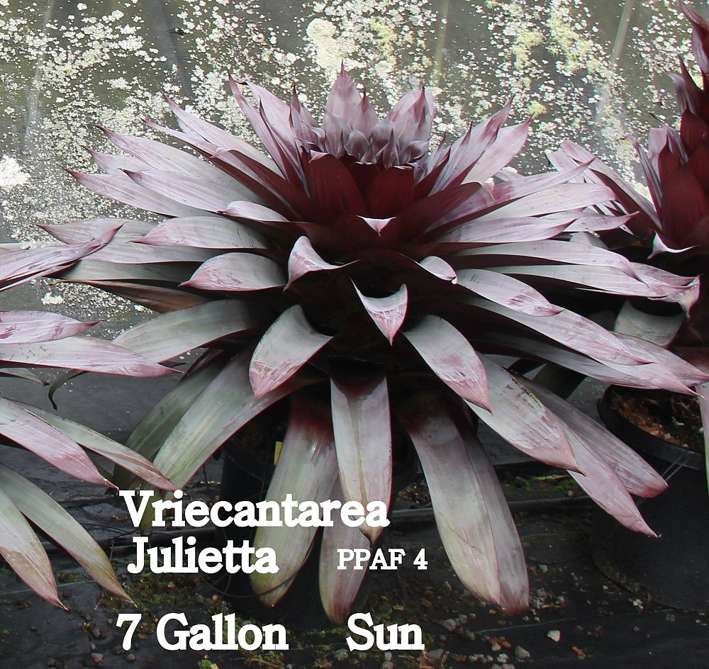 vriecantarea-julietta-bromeliad-alcantarea-julietta
