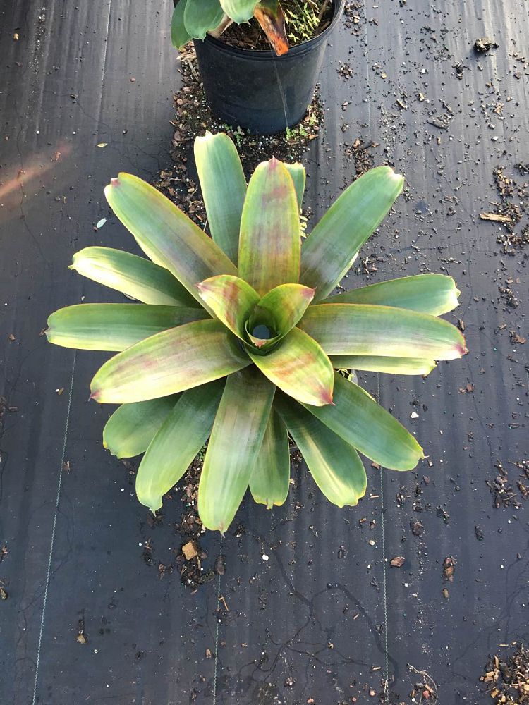 vriecantarea-julietta-bromeliad-alcantarea-julietta