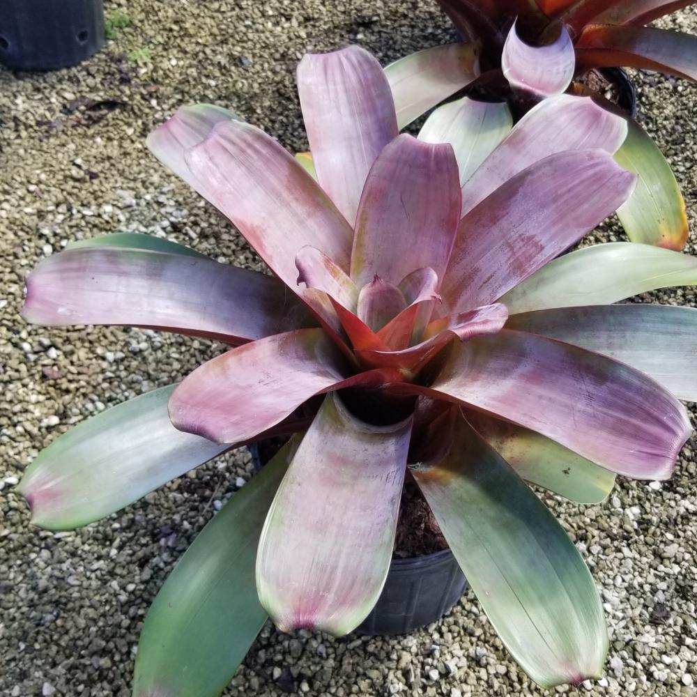 Sunshine Bromeliads Nursery