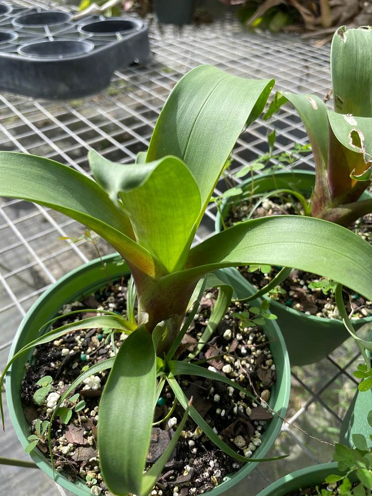 vriecantarea-julietta-bromeliad-alcantarea-julietta