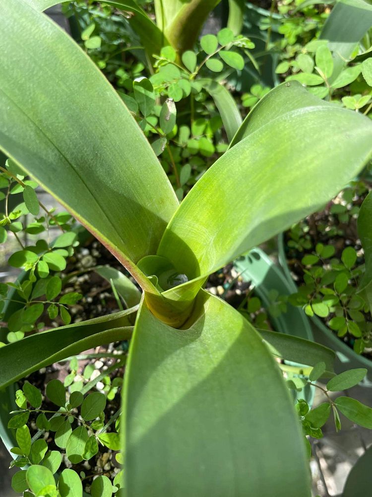 vriecantarea-julietta-bromeliad-alcantarea-julietta