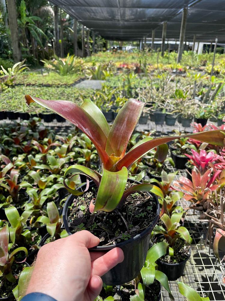 vriecantarea-julietta-bromeliad-alcantarea-julietta