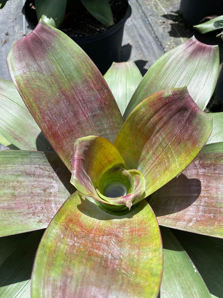vriecantarea-julietta-bromeliad-alcantarea-julietta