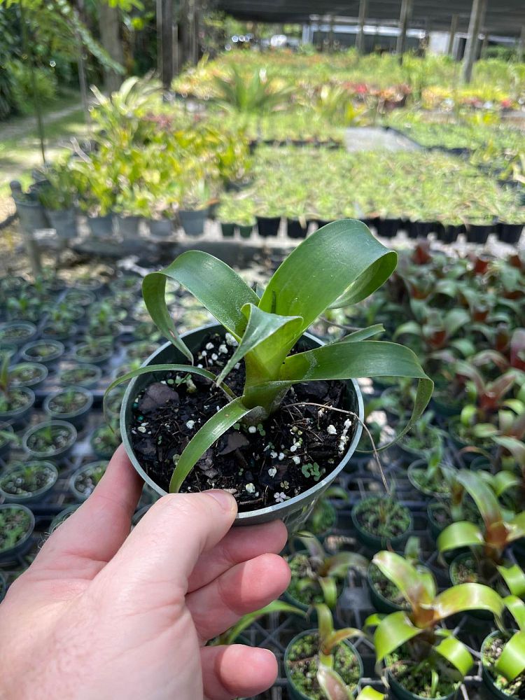 vriecantarea-julietta-bromeliad-alcantarea-julietta