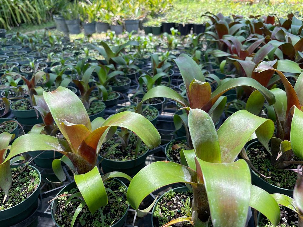 vriecantarea-julietta-bromeliad-alcantarea-julietta