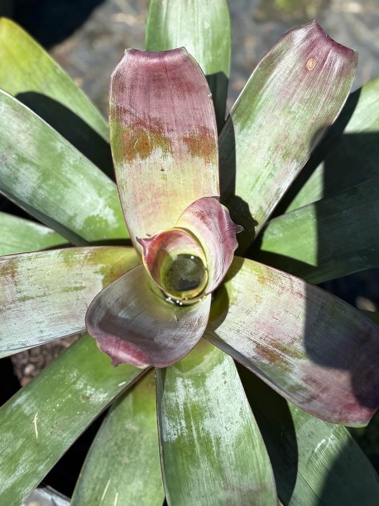 vriecantarea-julietta-bromeliad-alcantarea-julietta