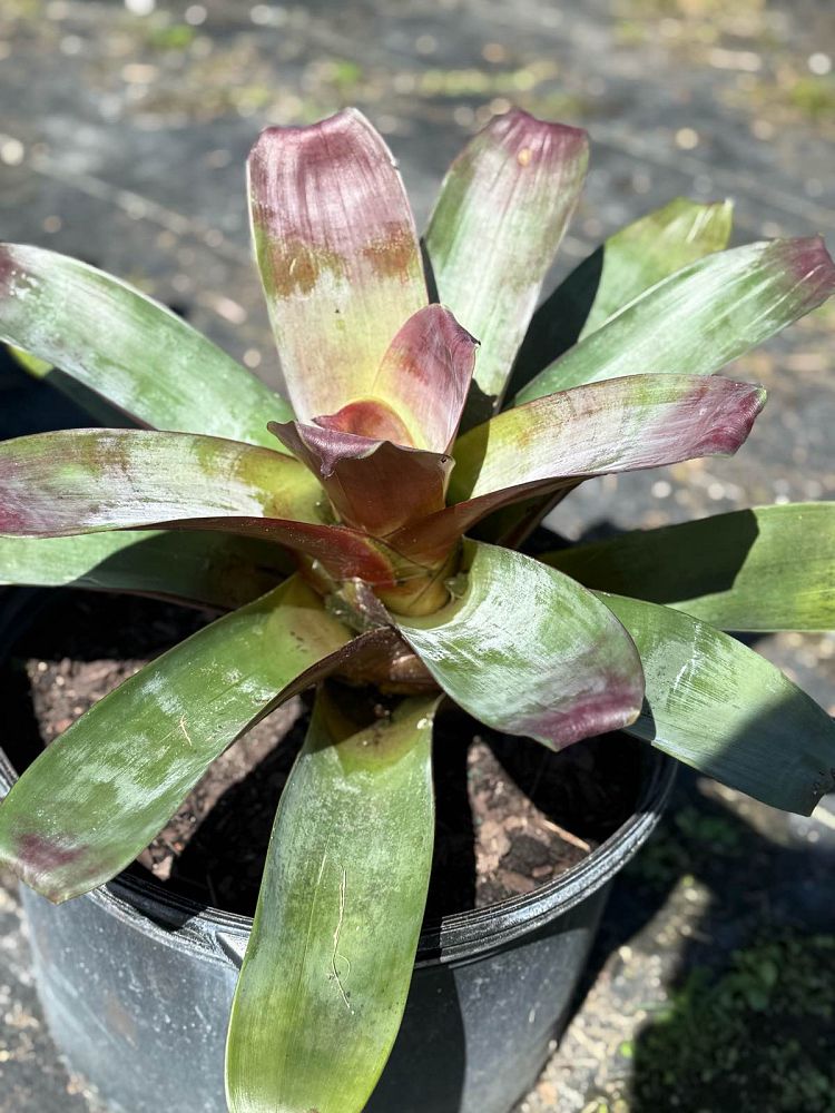 vriecantarea-julietta-bromeliad-alcantarea-julietta