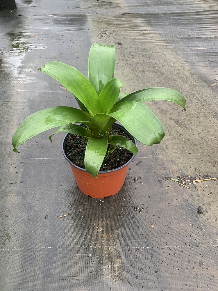 vriecantarea-julietta-bromeliad-alcantarea-julietta