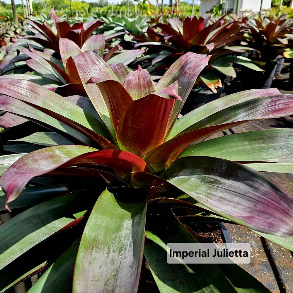 vriecantarea-julietta-bromeliad-alcantarea-julietta