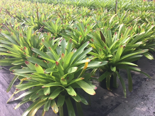 vriesea-bonfire-bromeliad